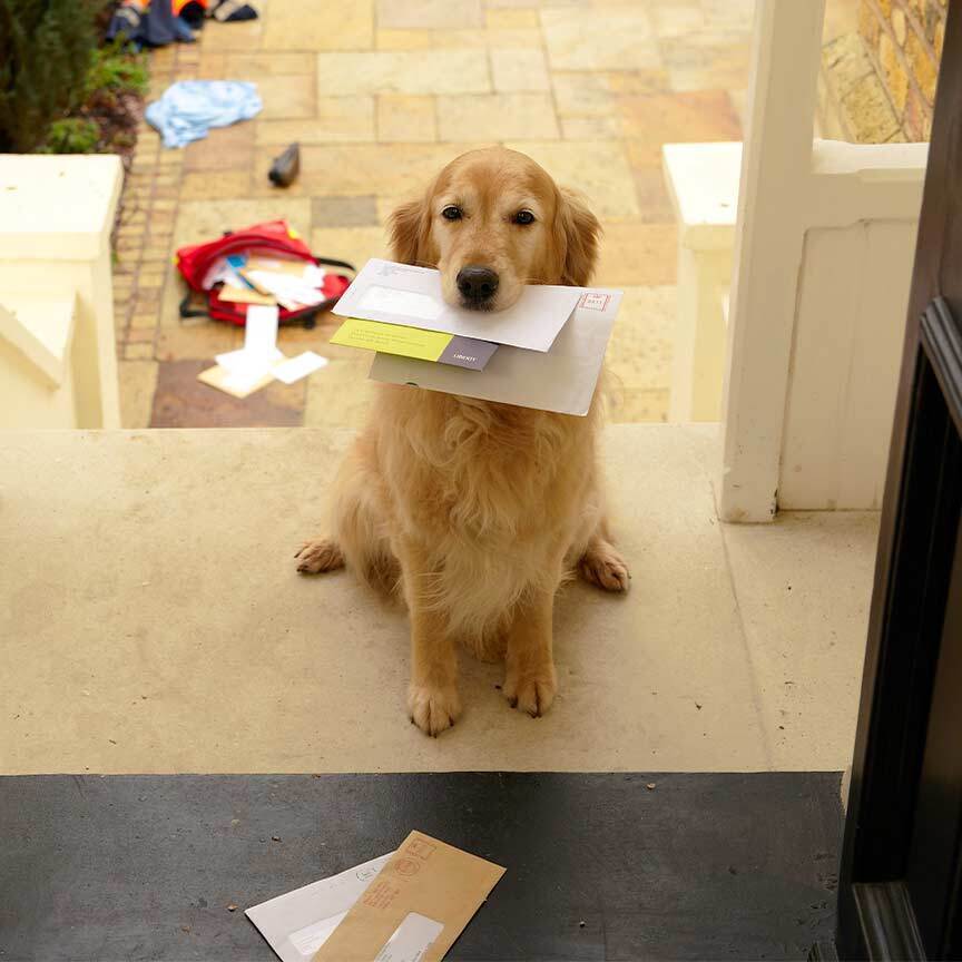 Friendly dog with mail in mouth